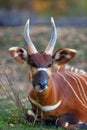 The eastern or mountain bongo Tragelaphus eurycerus isaac portait of the forest antelope