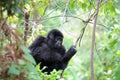 Eastern mountain gorilla baby Royalty Free Stock Photo