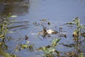 Eastern Mud Turtle Royalty Free Stock Photo