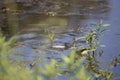 Eastern Mud Turtle Royalty Free Stock Photo