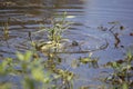 Eastern Mud Turtle Royalty Free Stock Photo