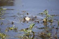 Eastern Mud Turtle Royalty Free Stock Photo