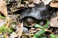 Eastern Mud Turtle laying eggs in leaves on hiking trail at Phinizy Swamp Nature Park, Georgia Royalty Free Stock Photo