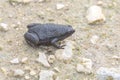 Eastern Narrow-mouthed Toad Royalty Free Stock Photo