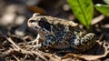 Eastern Narrow-Mouthed Toad in Shade with Sunlit Ground Patterns Royalty Free Stock Photo