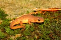 Eastern Newt (Notophthalmus viridescens) Royalty Free Stock Photo