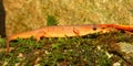 Eastern Newt (Notophthalmus viridescens) Royalty Free Stock Photo