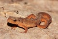 Eastern Newt (Notophthalmus viridescens) Royalty Free Stock Photo