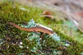 Red Eastern Newt salamander on green moss, Athens, Georgia