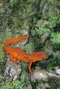 Eastern Newt, Notophthalmus Viridescens, on moss covered log Royalty Free Stock Photo