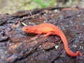 Eastern Newt Red Eft Royalty Free Stock Photo