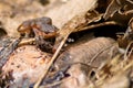 Eastern Newt on dry leaves Royalty Free Stock Photo