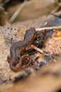 Eastern Newt on Leaves Royalty Free Stock Photo