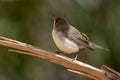 Eastern Olivaceous Warbler Iduna pallida, Jordan