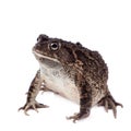 Eastern olive toad isolated on white Royalty Free Stock Photo