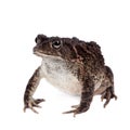 Eastern olive toad isolated on white Royalty Free Stock Photo