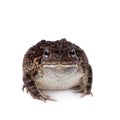 Eastern olive toad isolated on white Royalty Free Stock Photo