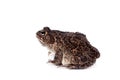 Eastern olive toad isolated on white Royalty Free Stock Photo