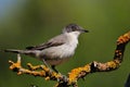 Eastern Orphean Warbler