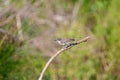 Eastern Orphean Warbler, Sylvia crassirostris, on a branch Royalty Free Stock Photo