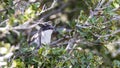 Eastern Orphean Warbler