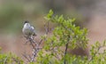 Eastern Orphean Warbler (Sylvia crassirostris) is a song bird.