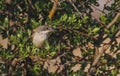 Eastern Orphean Warbler (Sylvia crassirostris)