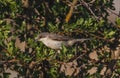 Eastern Orphean Warbler (Sylvia crassirostris)