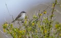 Eastern Orphean Warbler (Sylvia crassirostris)