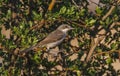 Eastern Orphean Warbler (Sylvia crassirostris)