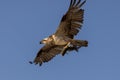 Eastern Osprey