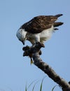 Eastern osprey female with her catch of fish
