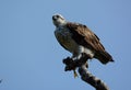 Eastern osprey female with her catch of fish