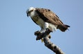 Eastern osprey female with her catch of fish