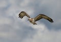 Eastern osprey in flight.