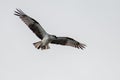 Eastern Osprey flying near its nest in the lighting tower Royalty Free Stock Photo