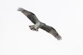 Eastern Osprey flying near its nest in the lighting tower Royalty Free Stock Photo