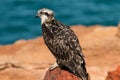 Eastern Osprey