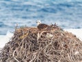 Eastern Osprey on Nest