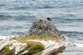 Eastern Osprey Nest Royalty Free Stock Photo