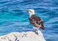 Eastern Osprey