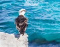 Eastern Osprey