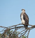 Eastern osprey, pandion haliaetus cristatus, Australian bird of pray. Royalty Free Stock Photo