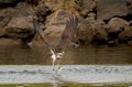 Eastern Osprey (Pandion haliaetus cristatus) is a fish-eating bird of prey. in flight with a fish Royalty Free Stock Photo