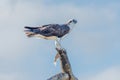 Eastern Osprey (Pandion haliaetus cristatus) with a fish. Royalty Free Stock Photo