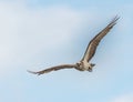 The eastern osprey (Pandion haliaetus cristatus Royalty Free Stock Photo