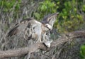 Eastern osprey (Pandion haliaetus cristatus) landing with a fish Royalty Free Stock Photo