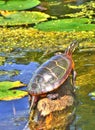 Eastern Painted Turtle Royalty Free Stock Photo