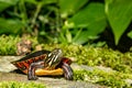 Eastern Painted Turtle - Chrysemys picta Royalty Free Stock Photo