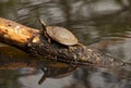 Eastern Painted Turtle Chrysemys picta picta